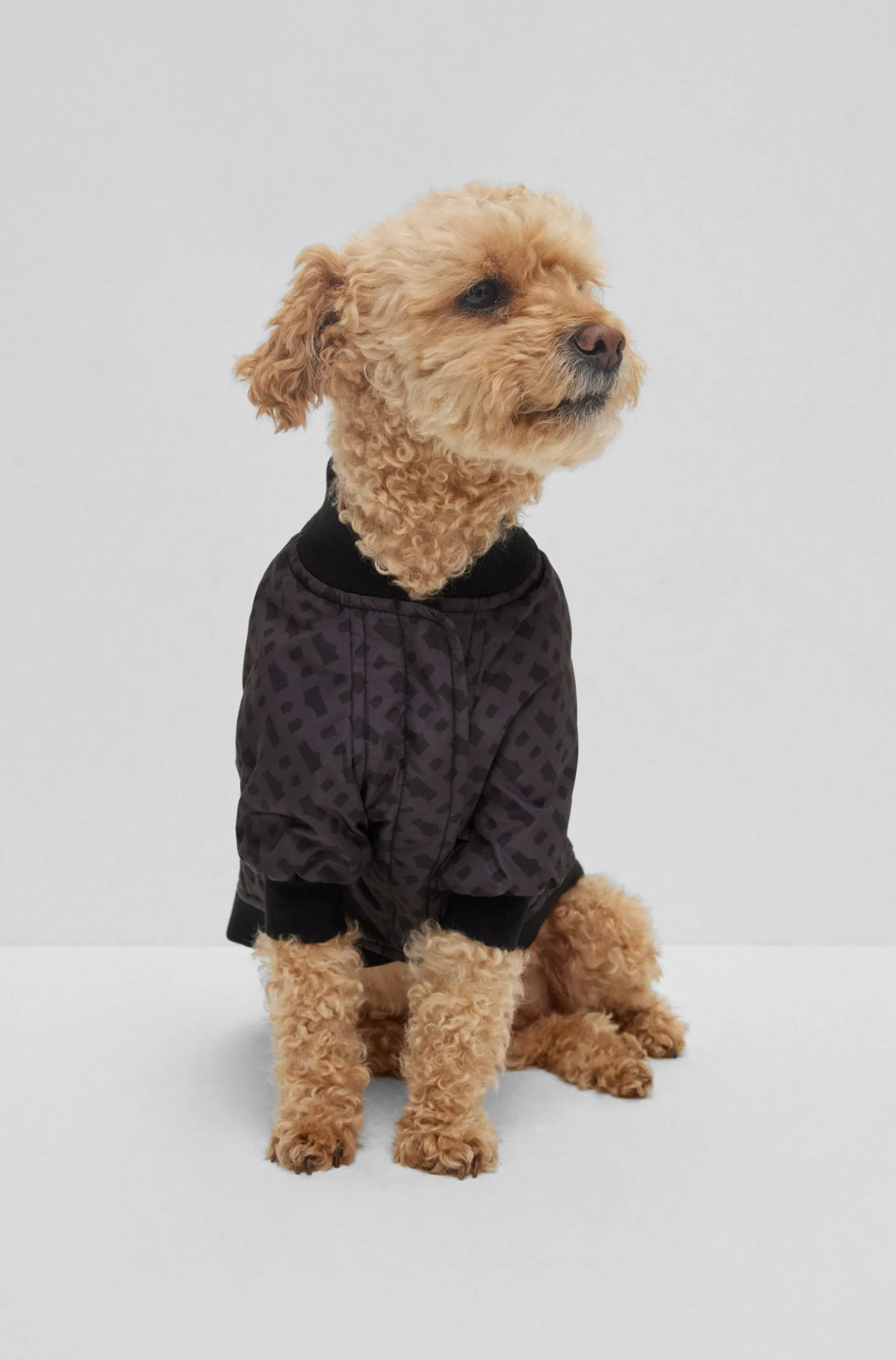 Hunde-Bomberjacke