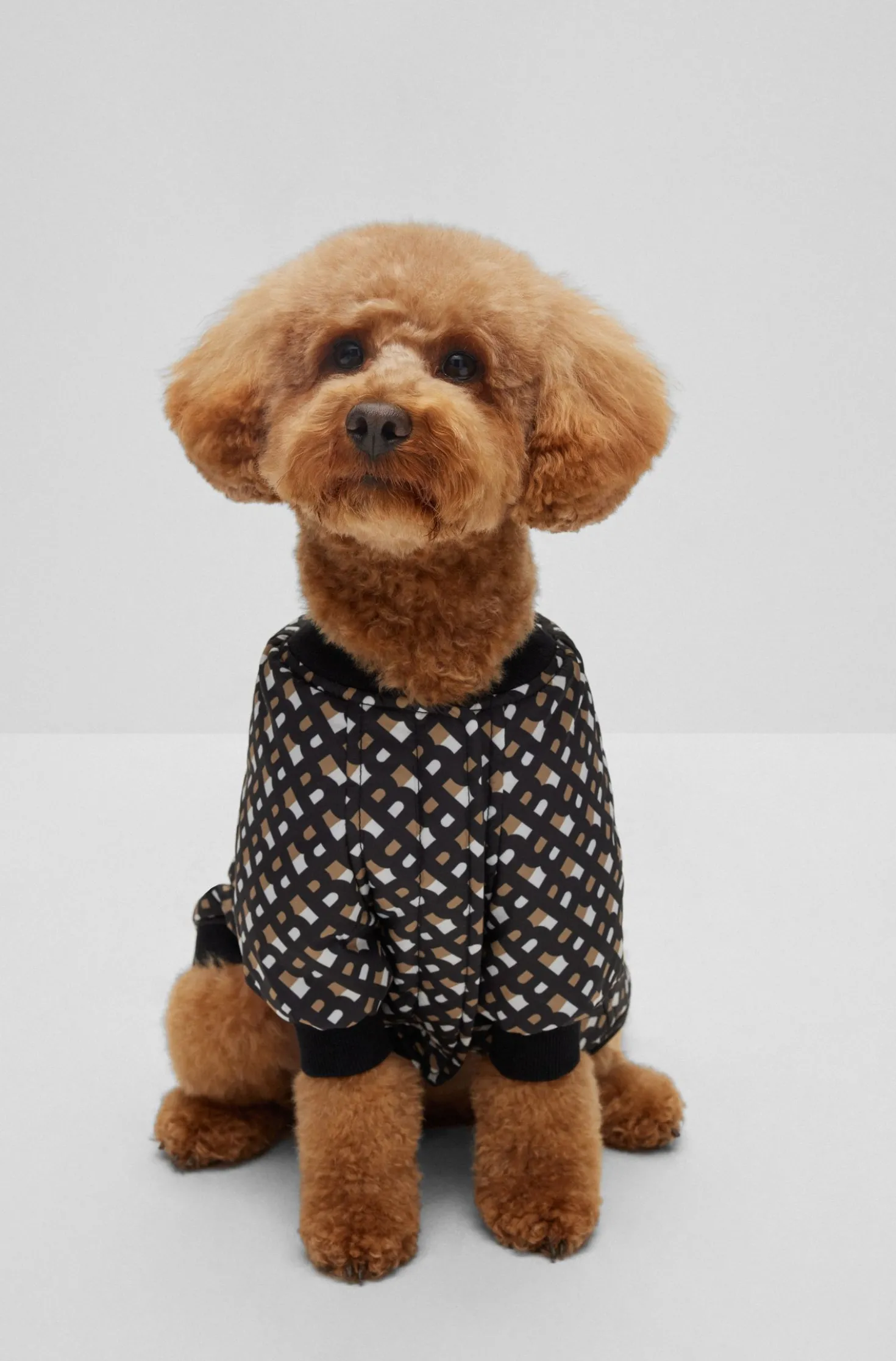 Hunde-Bomberjacke