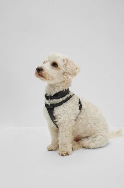 Hunde-Halsband aus recyceltem Leder